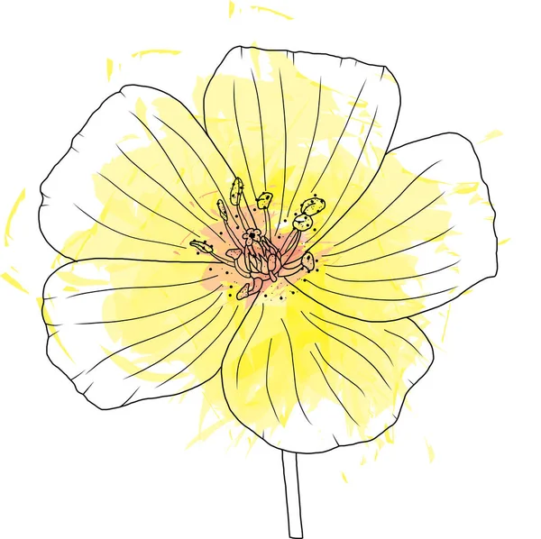 Квіти Чорної Лінії Рослини Tribulus Terrestris Розлогістю Кольору Білому Тлі — стокове фото