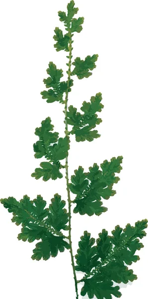 Abstract Selaginella Kraussiana Fern Leaf — Stock Photo, Image