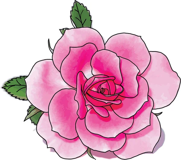 Abstrakt Pink Rose Blomst Hvid Baggrund - Stock-foto