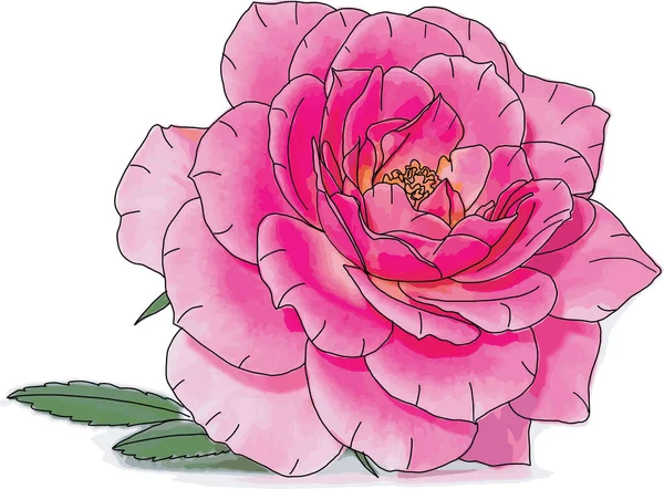 Abstrait Fleur Rose Rose Sur Fond Blanc — Photo