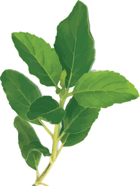 Abstract Holy Basil Thai Basil Leaf White Background — Stock Photo, Image