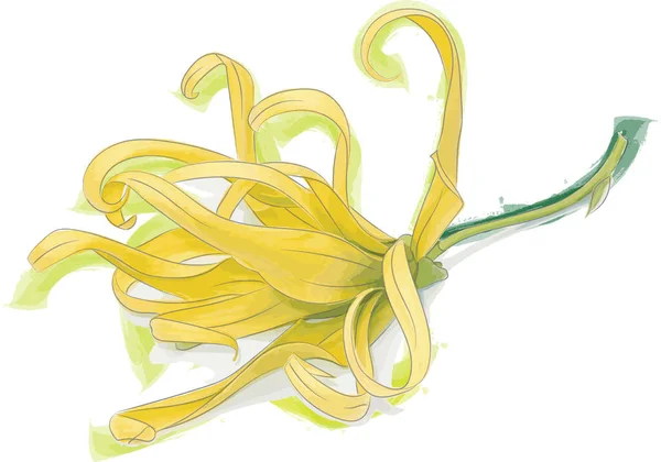 Аннотация Yellow Chinese Desmos Flower Isolate White Background — стоковое фото