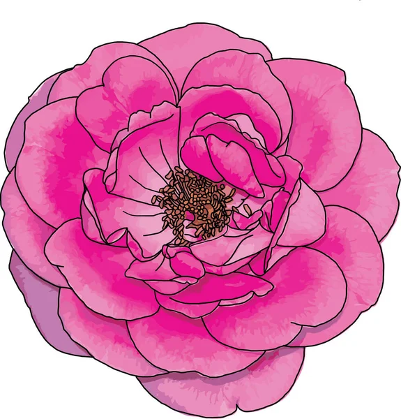 Résumé Pink Damask Rose Flower Isolate Sur Fond Blanc — Photo