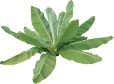 Beyaz arkaplanda izole edilmiş muz ağaçlarının soyutlanması.