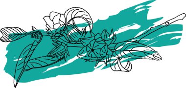 Beyaz arkaplanlı Hibiscus Sabdariffa veya Roselle meyvelerinin soyut çizgisi.