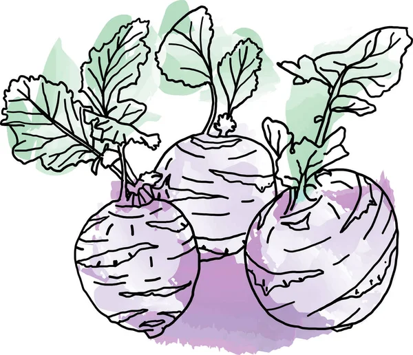 白地に葉が孤立したコフラビキャベツのアブストラクトライン 健康な有機野菜 — ストック写真
