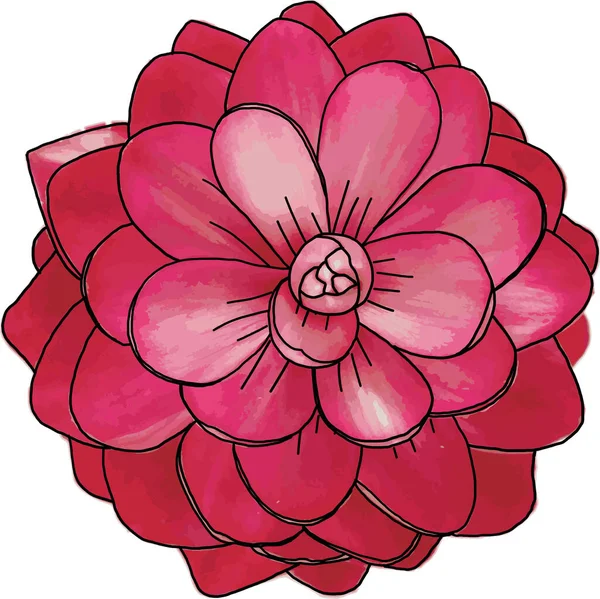 Resumen Jengibre Rojo Jengibre Cono Rosa Flor Pluma Avestruz Sobre —  Fotos de Stock