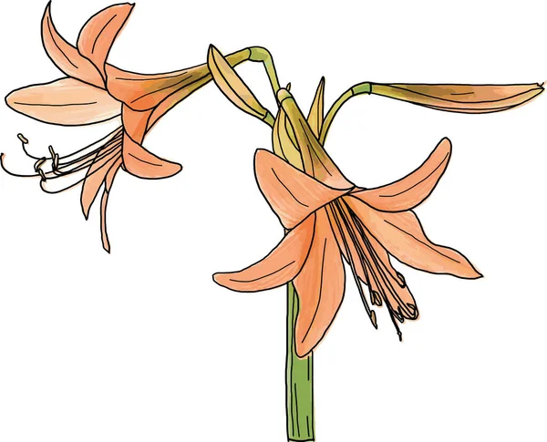 Turuncu Amaryllis Çiçek Çiçek Bahar Beyaz Zemin Üzerine Yapılan — Stok fotoğraf