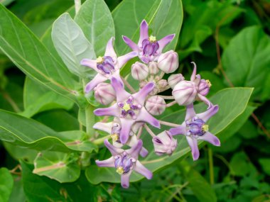 Yumuşak mor taç çiçeğini ya da ağaçtaki dev kızılderili süt otunu kapat. Bilimsel adı Calotropis gigantea (Linn.) R.Br.ex Ait.)