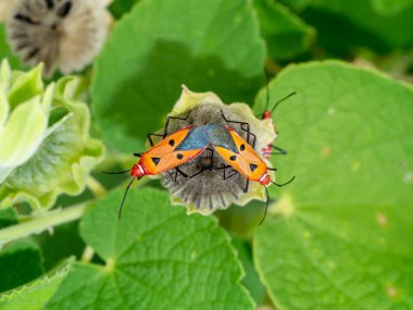 Pamuk lekeli böceği kurutulmuş hindistancevizi tohumlarına kapatın. (Bilimsel adı Dysdercus cingulatus Fabricius.)