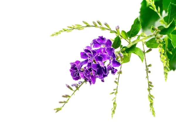 Close Duranta Bloem Duivenbes Gouden Dauwdruppel Witte Achtergrond Met Blad — Stockfoto