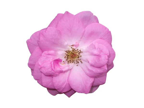 Κοντινό Πλάνο Ροζ Τριαντάφυλλο Λουλούδι Λευκό Φόντο Clipping Διαδρομή Επιστημονική — Φωτογραφία Αρχείου