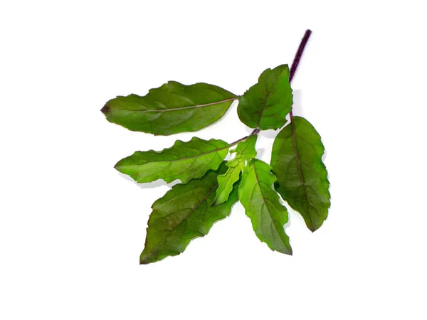 Close Holy Basil Sacred Basil Leaves White Background Scientific Name — Stock Photo, Image