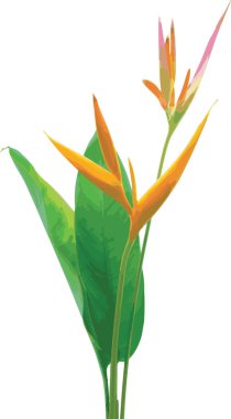 Heliconia çiçeğinin soyut hali. Beyaz arkaplanda çiçek açıyor.