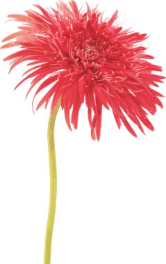 Beyaz arkaplanda kırmızı Gerbera papatya çiçeğinin soyut resmi.