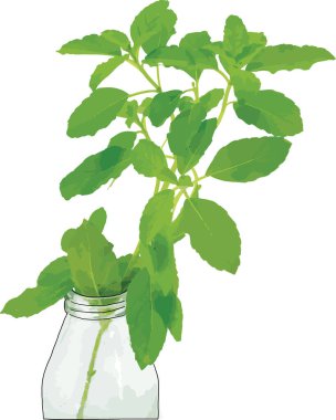 Beyaz arka planda kutsal fesleğen ya da Tayland fesleğeni yaprağı soyut.