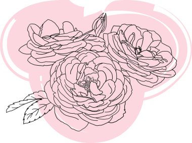 Gül çiçeğinin soyut çizgisi renk arkaplanı.