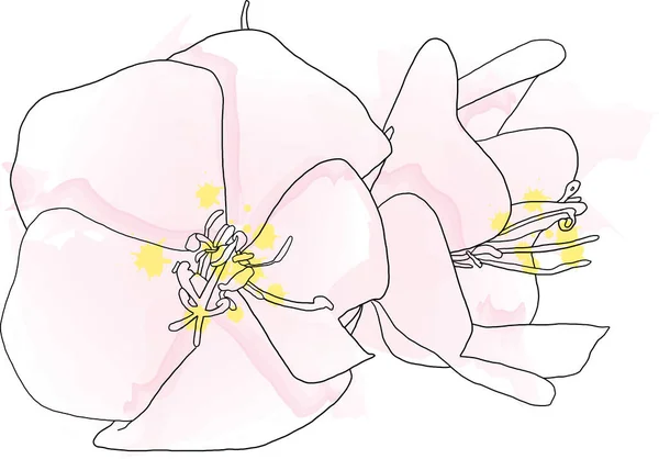 白地にドムベヤの花の概要 — ストック写真
