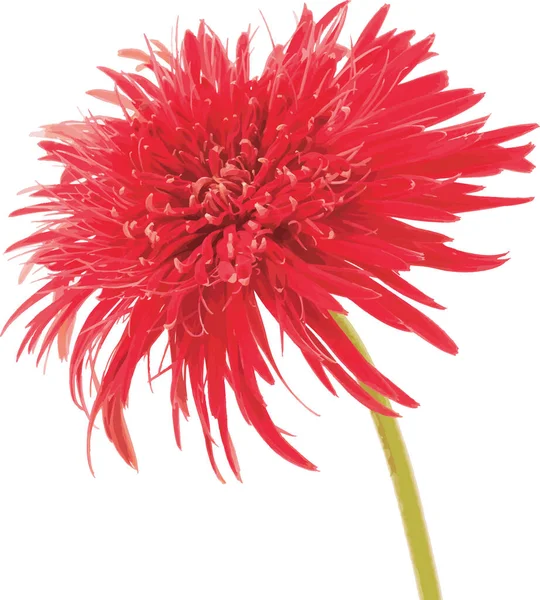 Abstrait Gerbera Fleur Marguerite Rouge Sur Fond Blanc — Photo