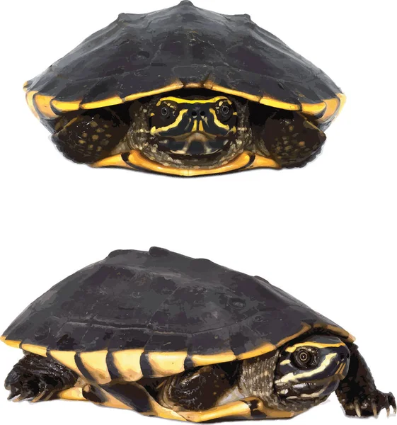 食甲龟在白色背景下的摘要 — 图库照片