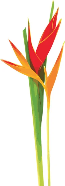 Abstrakt Von Roter Und Gelber Helikonia Blume Auf Weißem Hintergrund — Stockfoto