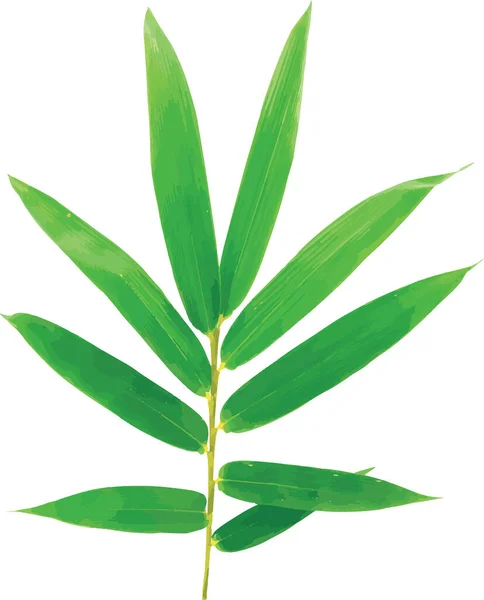 Abstract Green Bamboo Leaves White Background — Stock Photo, Image