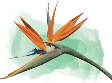 Yumuşak yeşil arka planda çiçek açan Heliconia çiçeğinin soyut hali.