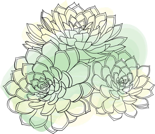 Абстрактная Линия Суккулентного Растения Цветной Краской Белом Фоне — стоковое фото