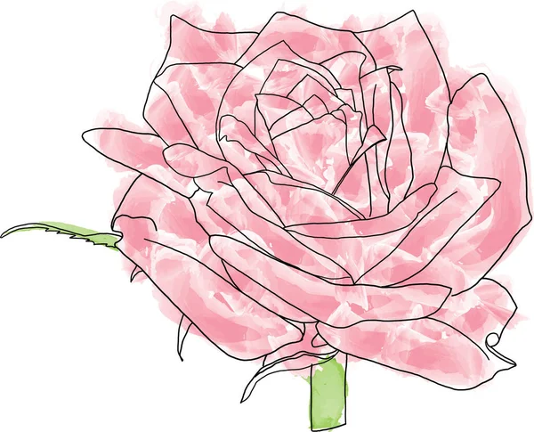 Ligne Abstraite Fleur Rose Avec Peinture Couleur Sur Fond Blanc — Photo