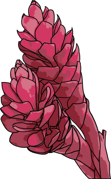 Аннотация Рыжего Рыжего Розового Конуса Цветка Страусиного Шлейфа — стоковое фото