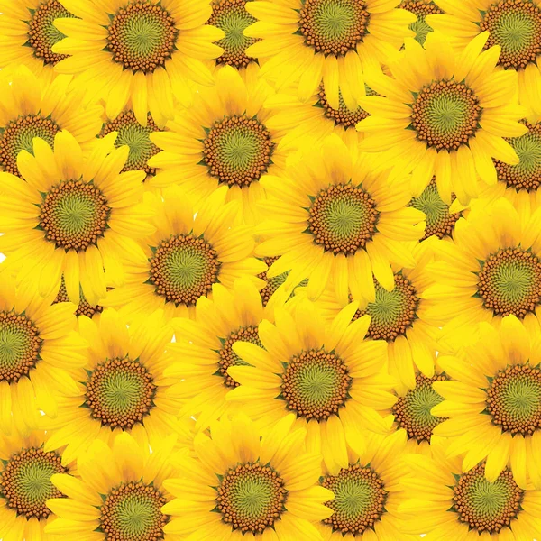 Abstraktes Muster Von Sonnenblumen Hintergrund — Stockfoto