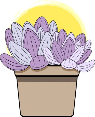 Soyut Echeveria Laui bitkisi, sarı çember arka planlı tencereye..