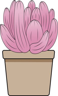 Boş arkaplanı olan soyut Pachyphytum Oviferum bitkisi.