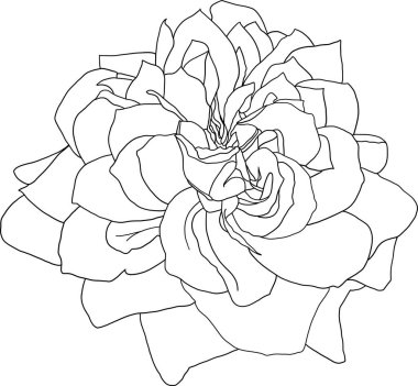 Soyut çizgi gül çiçeği boş arkaplanla çiçek açıyor.