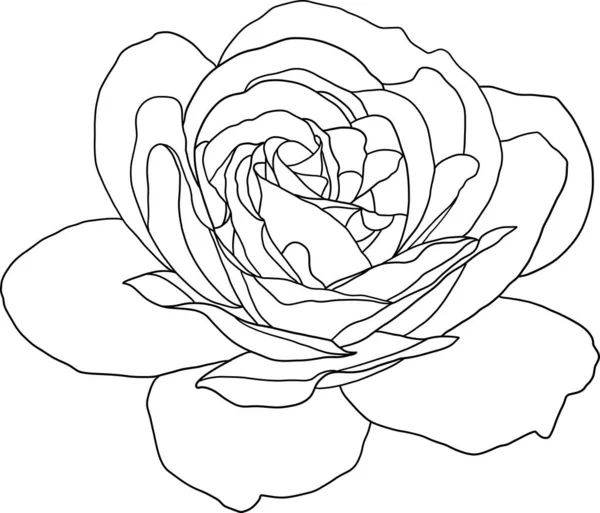 Abstract Line Rose Flower Blooming Empty Background — ストックベクタ