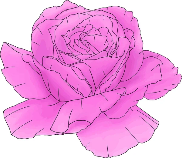 Linha Abstrata Rosa Flor Estão Florescendo Com Pintura Cores — Vetor de Stock