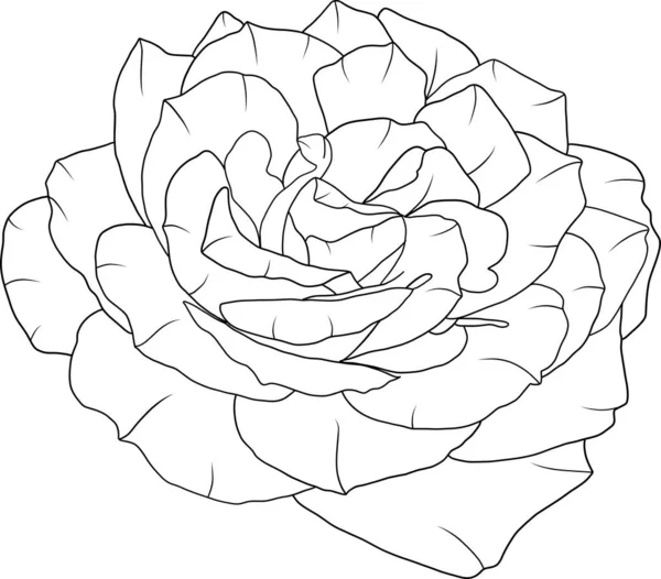 Αφηρημένη Γραμμή Τριαντάφυλλο Λουλούδι Ανθίζουν Άδειο Φόντο — Διανυσματικό Αρχείο