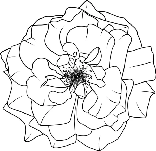 Ligne Abstraite Rose Fleur Fleurissent Avec Fond Vide — Image vectorielle