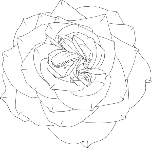 Abstrakcyjna Linia Różany Kwiat Kwitną Pustym Tle — Wektor stockowy