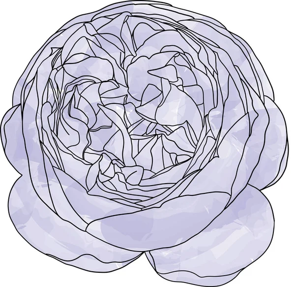 Абстрактная Линия Цветок Розы Цветут Цветной Картиной Пустом Фоне — стоковый вектор
