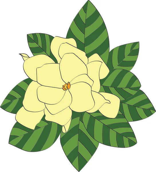 Abstract of yellow Cape jasmine or Gardenia flower with leaf.