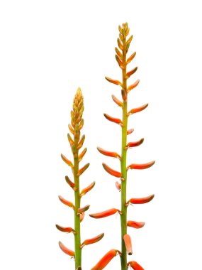 Close up Star cactus, Aloe, Aloin, Jafferabad, Barbados flower on white background. (Scientific name Aloe vera)