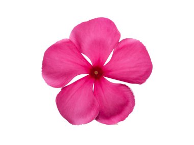 Close up Cape Periwinkle, Bringht Eye, Indian Periwinkle, Madagascar Periwinkle flower on white background with clipping path. (Scientific name Catharanthus roseus)