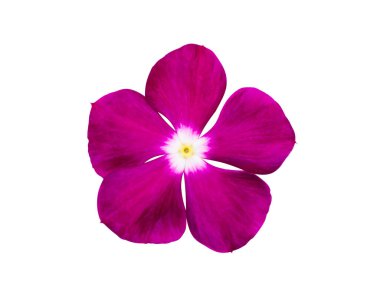 Close up Cape Periwinkle, Bringht Eye, Indian Periwinkle, Madagascar Periwinkle flower on white background with clipping path. (Scientific name Catharanthus roseus)