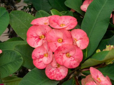 Close up Crown of Thorns, Christ Thorn flower. (Scientific name Euphorbia milii)