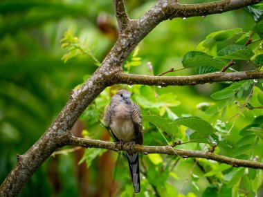 A bird perched on a branch in the rainy seaso