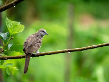 Bird on branch in the raining day with blur backgroud.