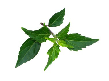 Close up Cat's whisker, Java tea, Misai kuching leaves on white background. (Scientific name Orthosiphon aristatus (Blume) Miq.)