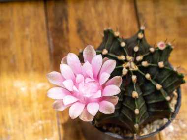 Close up Pink cactus flower with blur background.