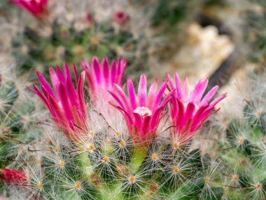 Close up blooming small pink cactus flower on tree with cactus hair and barbed hook.